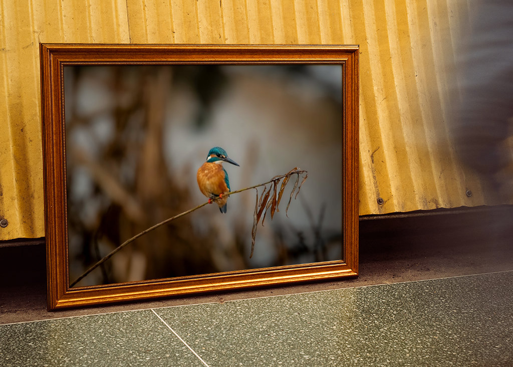 Kungsfiskaren på vasstråt