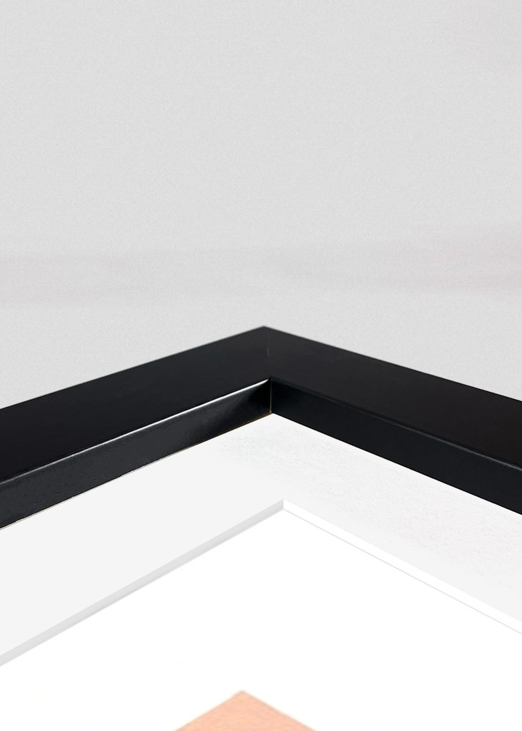 White rose and butterfly