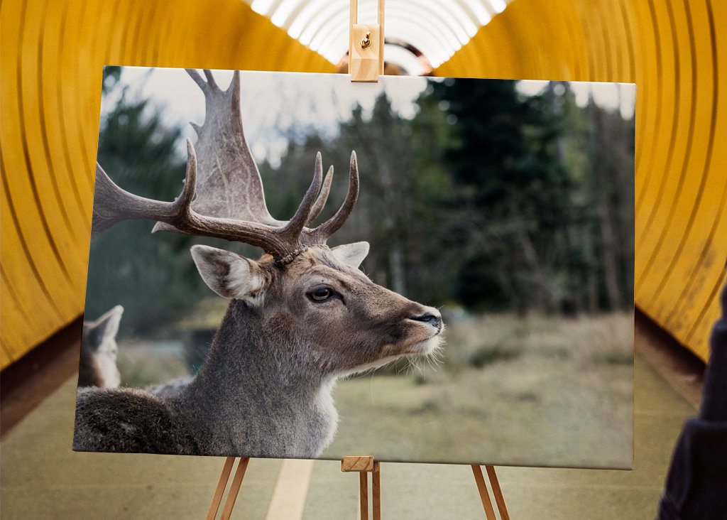 Stag in the Mountain Forest #1