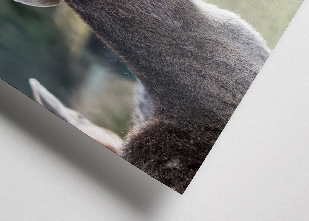 Stag in the Mountain Forest #1