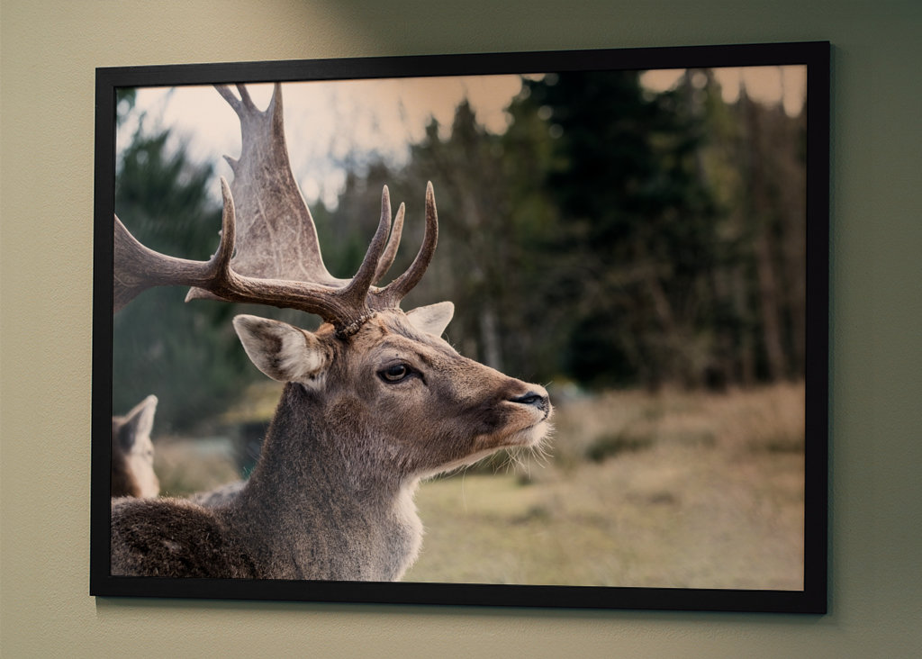 Stag in the Mountain Forest #1
