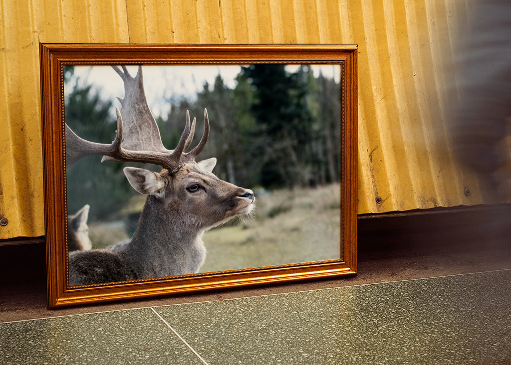 Stag in the Mountain Forest #1