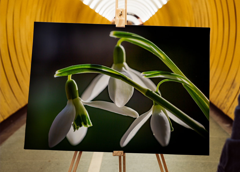 Snow drops - always first 