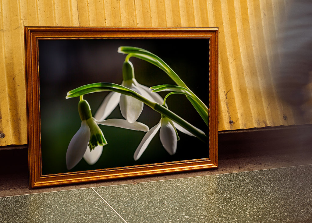 Snow drops - always first 