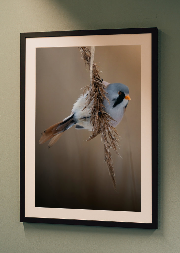 Bearded Reedling