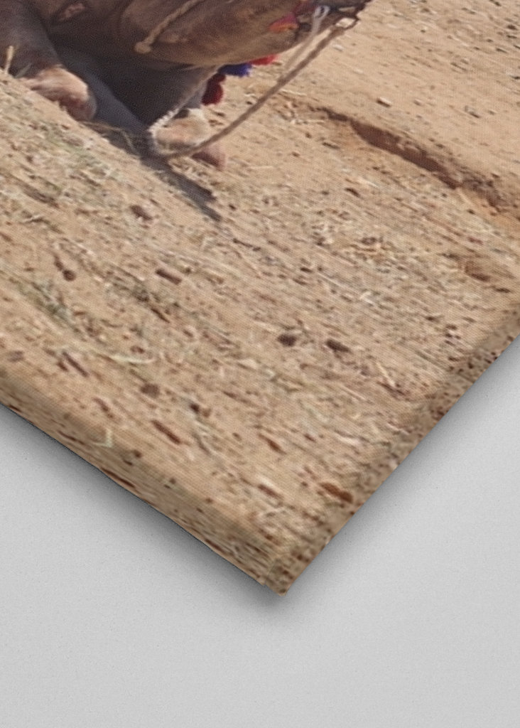 Kamel in der Wüste in Ägypten