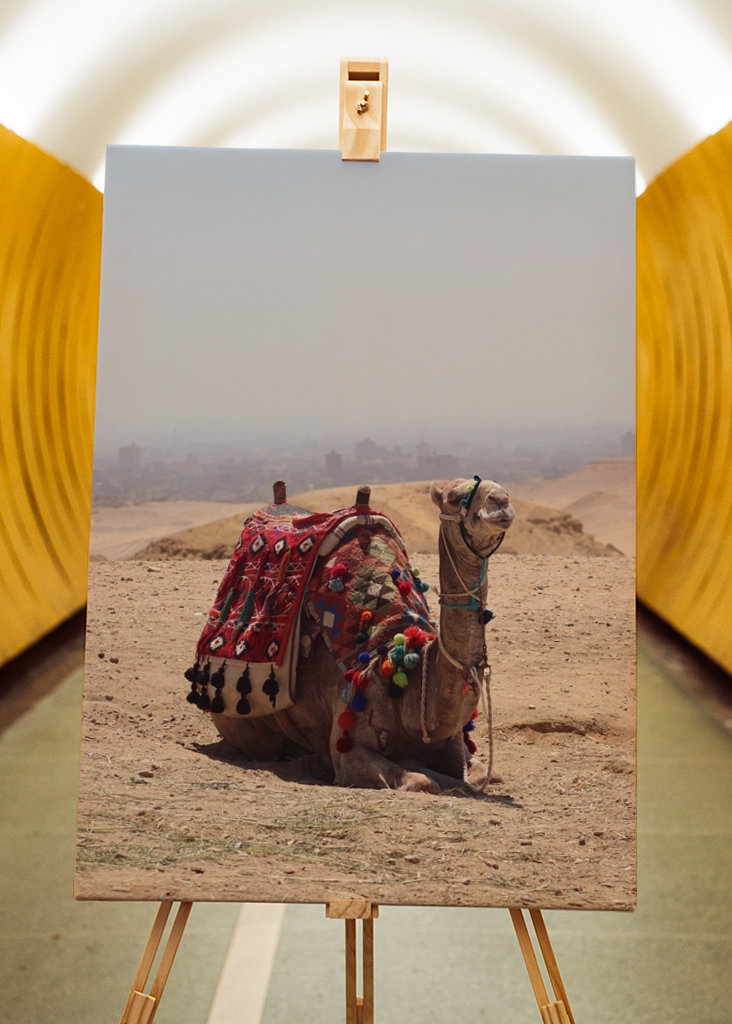 Kamel in der Wüste in Ägypten