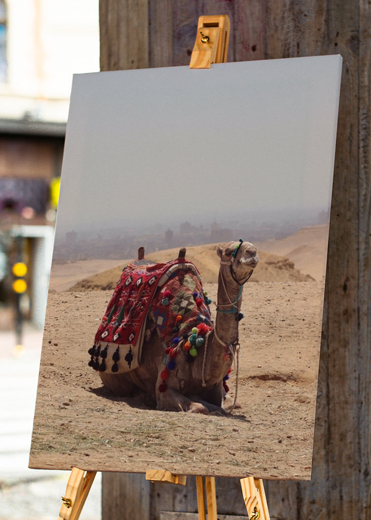 Kamel in der Wüste in Ägypten