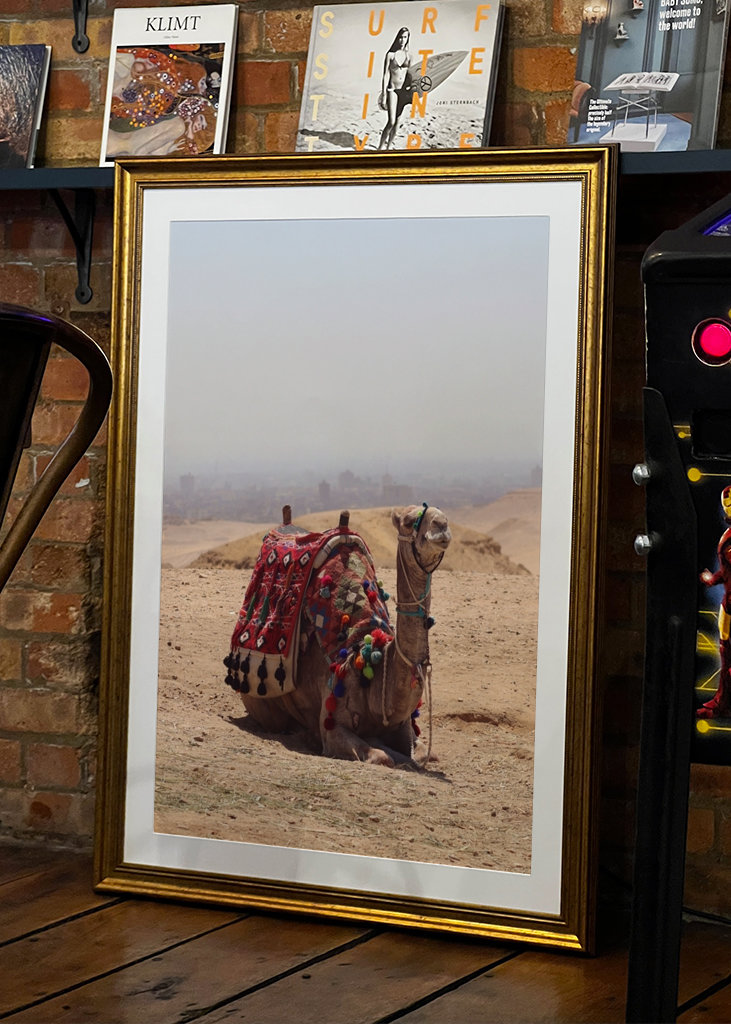 Kamel in der Wüste in Ägypten