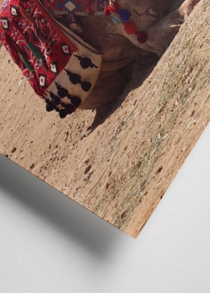 Kamel in der Wüste in Ägypten