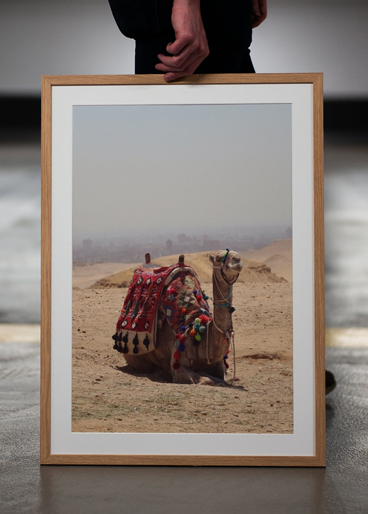 Kamel in der Wüste in Ägypten