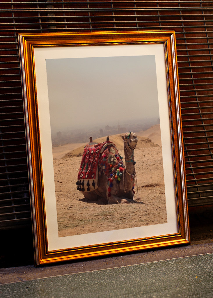 Kamel in der Wüste in Ägypten