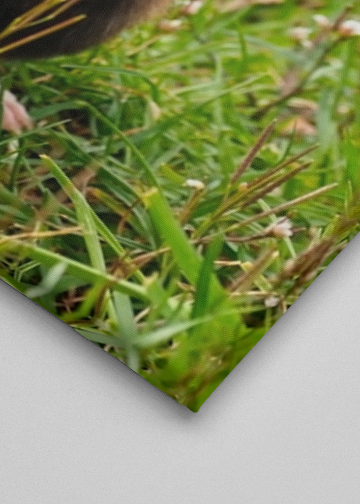 European Hamster in Spring