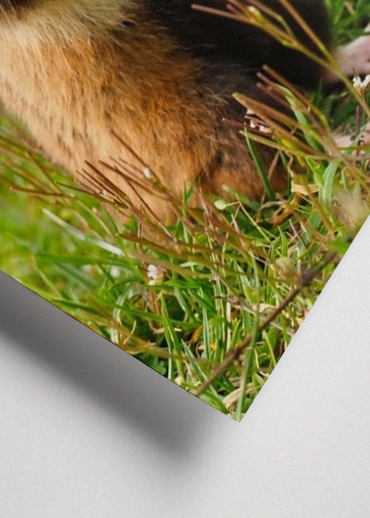 European Hamster in Spring