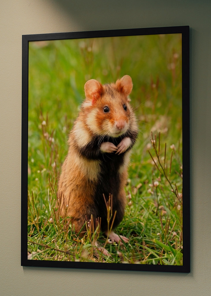 European Hamster in Spring