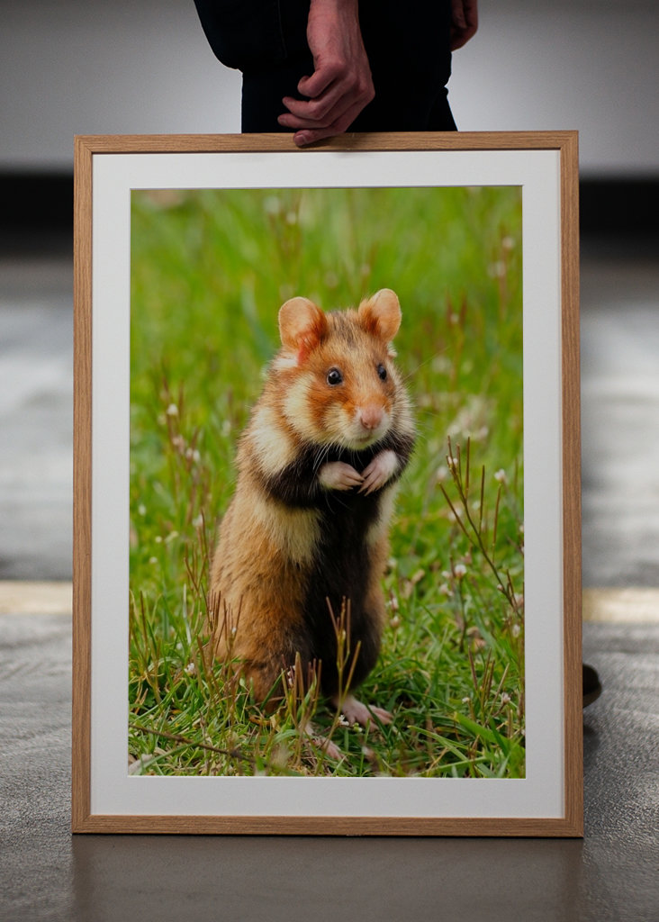 European Hamster in Spring