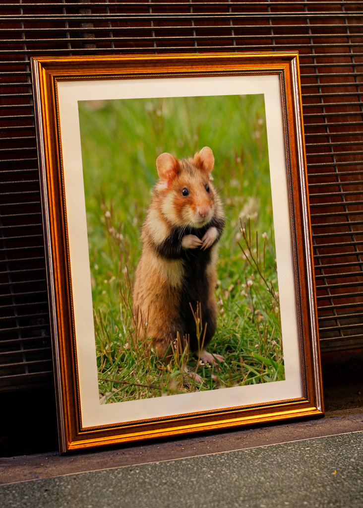 European Hamster in Spring