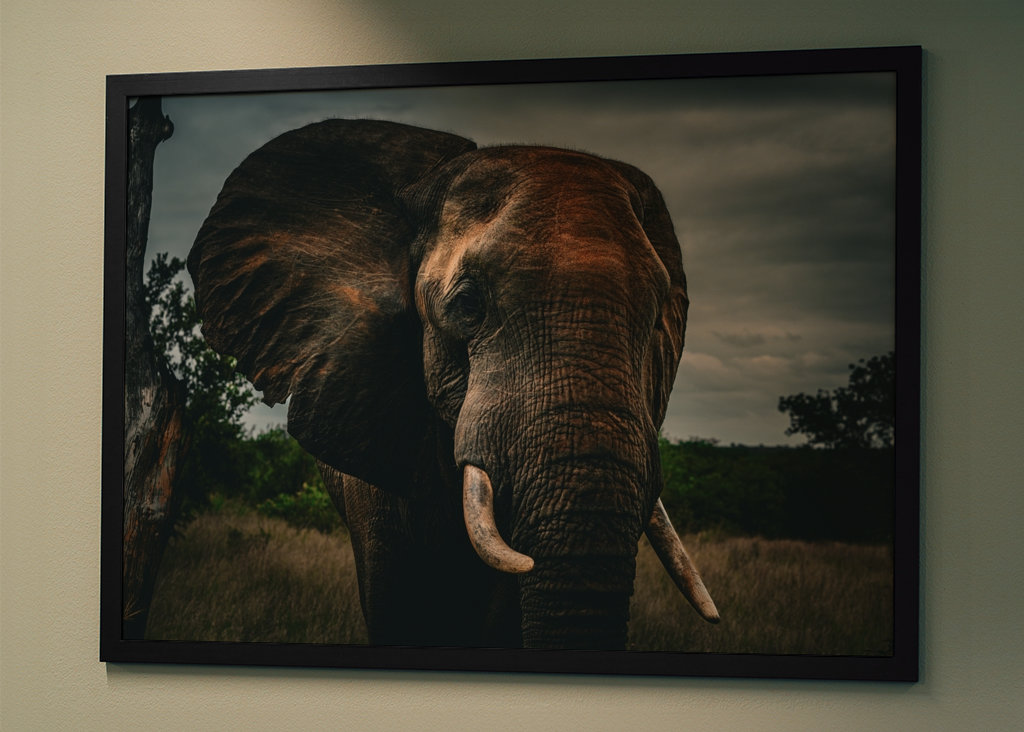 Elephant Bull at dawn