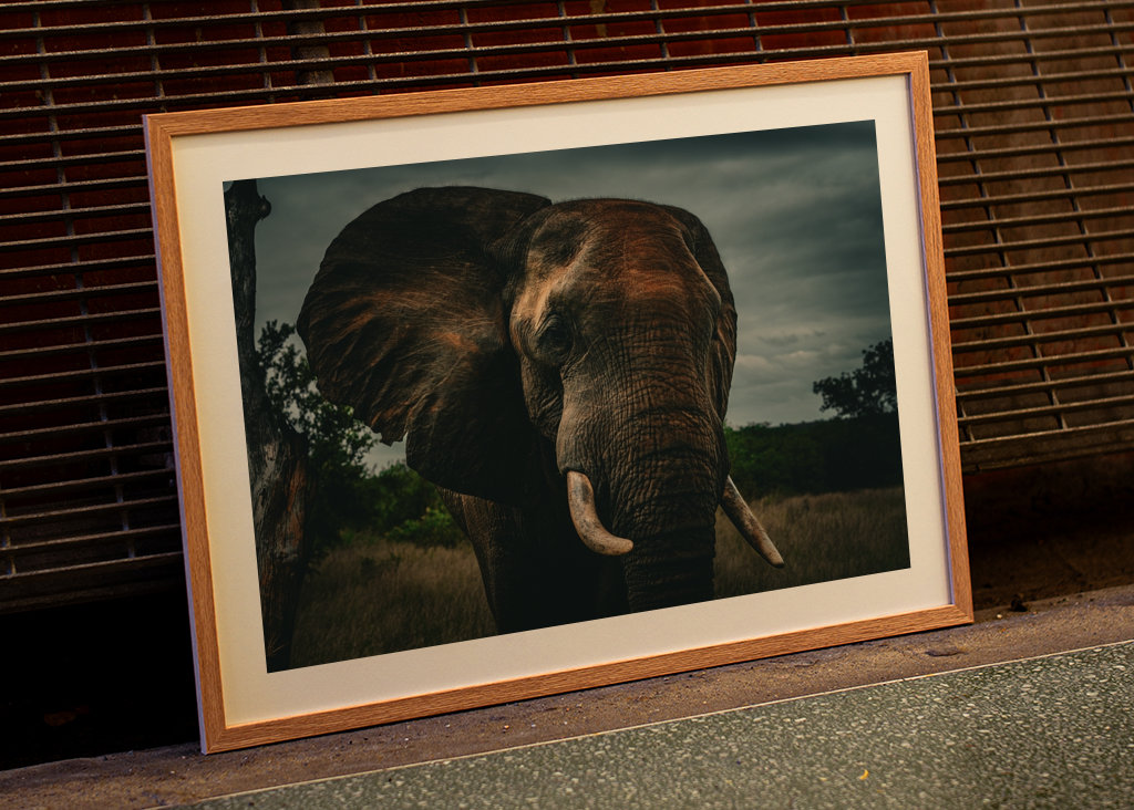 Elephant Bull at dawn