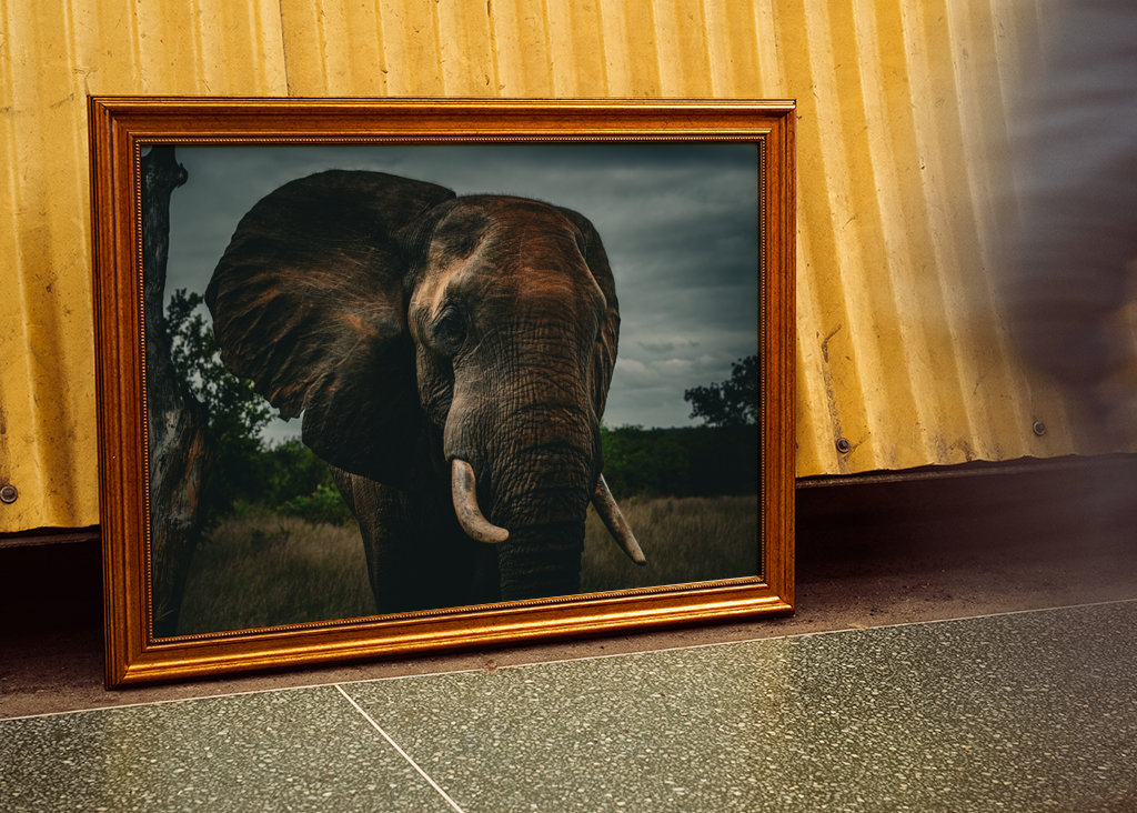 Elephant Bull at dawn