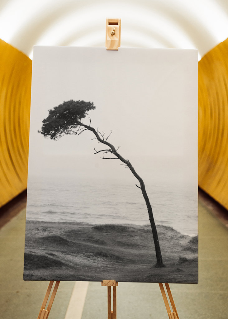 Treet på stranden 2