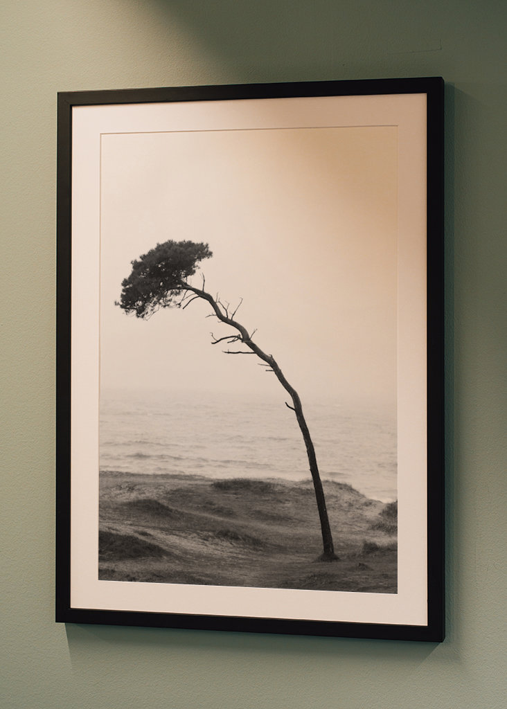 Treet på stranden 2