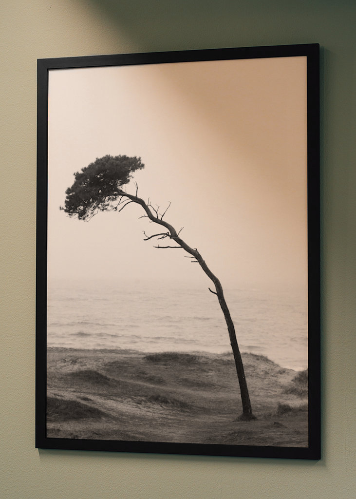 Treet på stranden 2