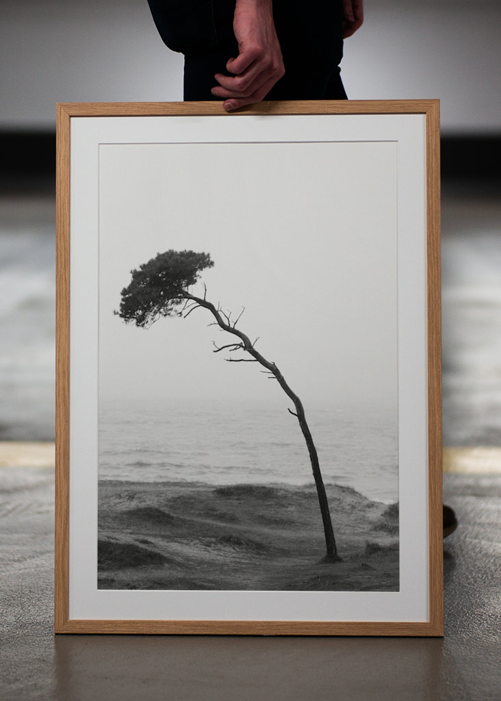 Treet på stranden 2