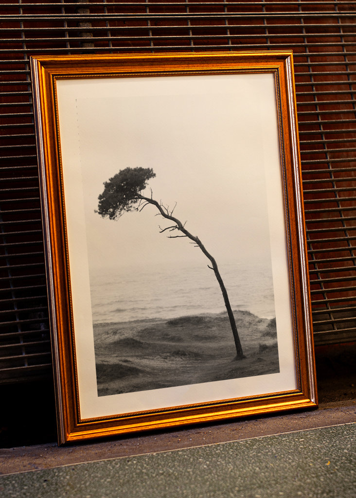 Treet på stranden 2