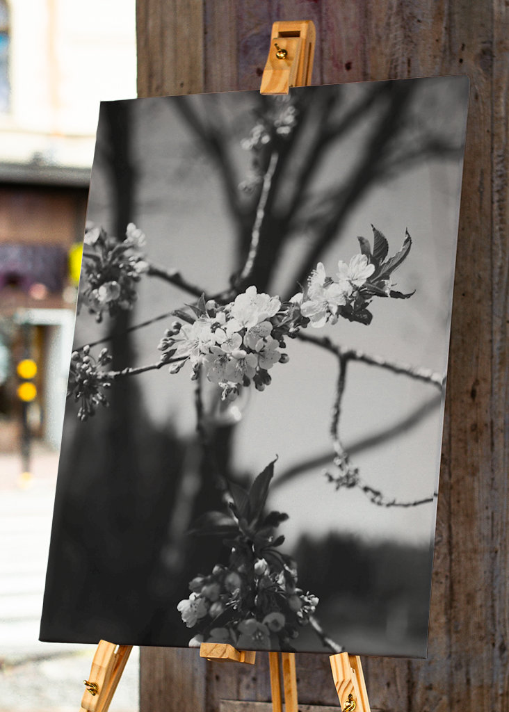 De bloesems van de kers