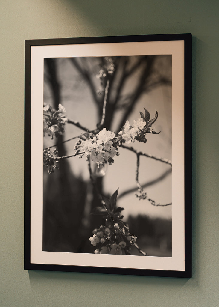 De bloesems van de kers