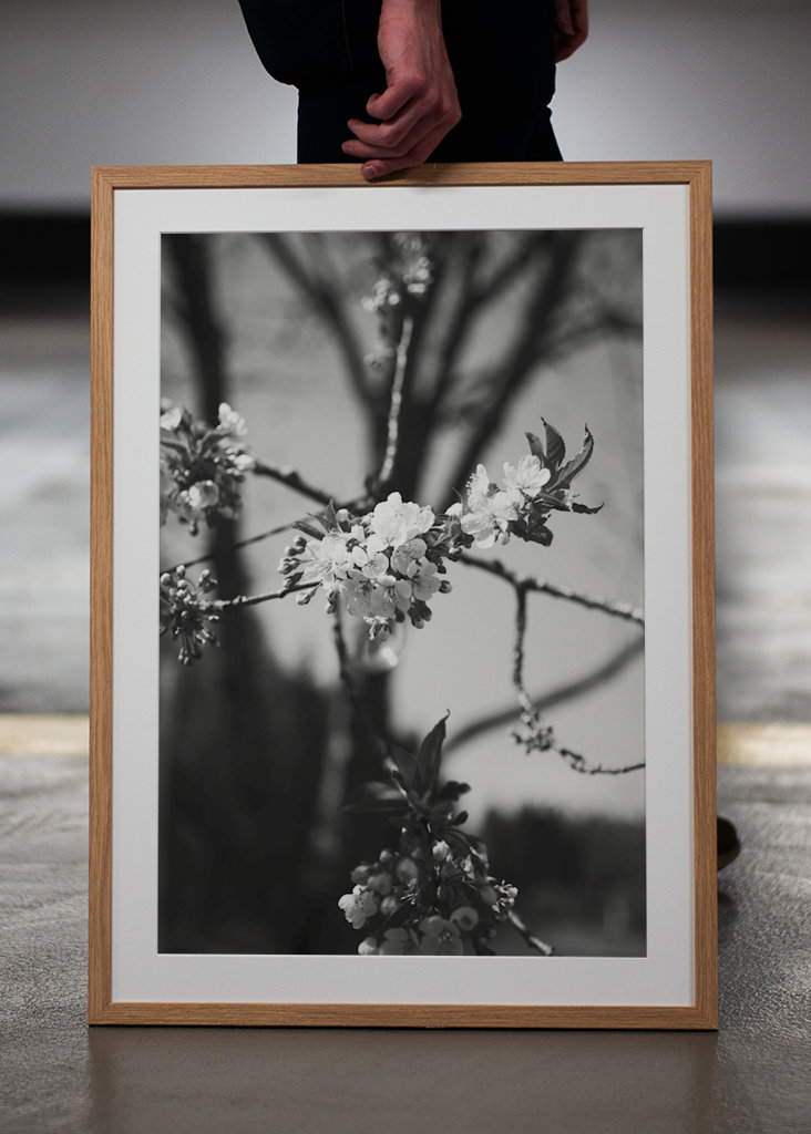 De bloesems van de kers