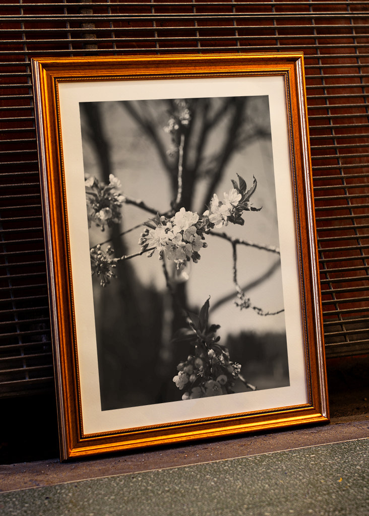 De bloesems van de kers