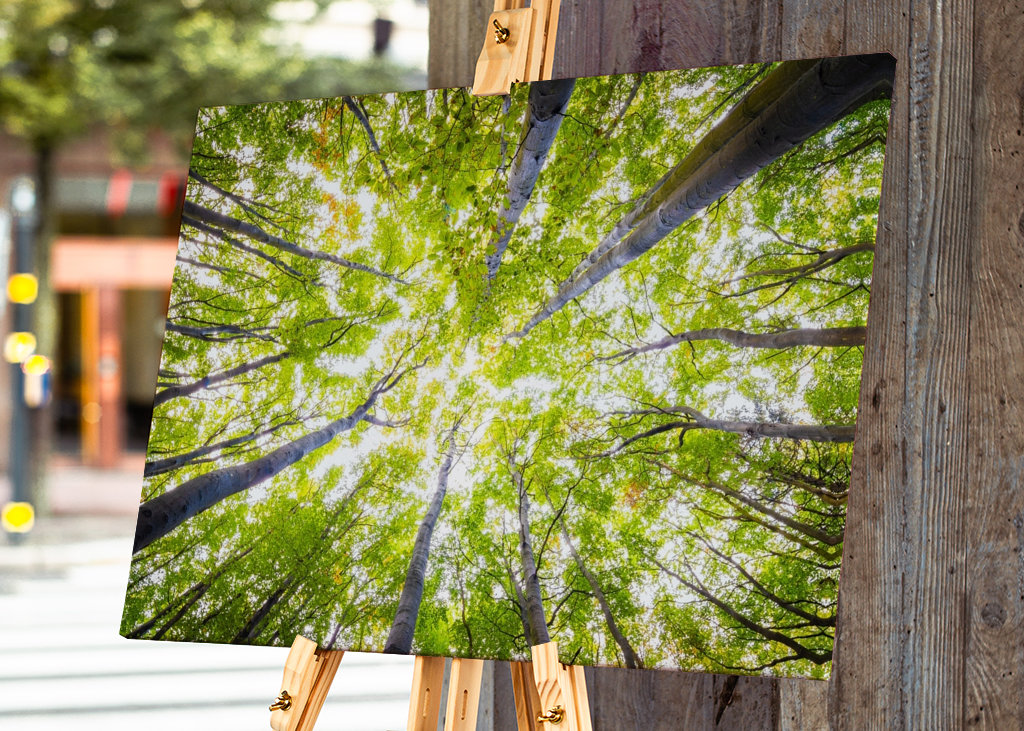 Autumn in the Beech Forest