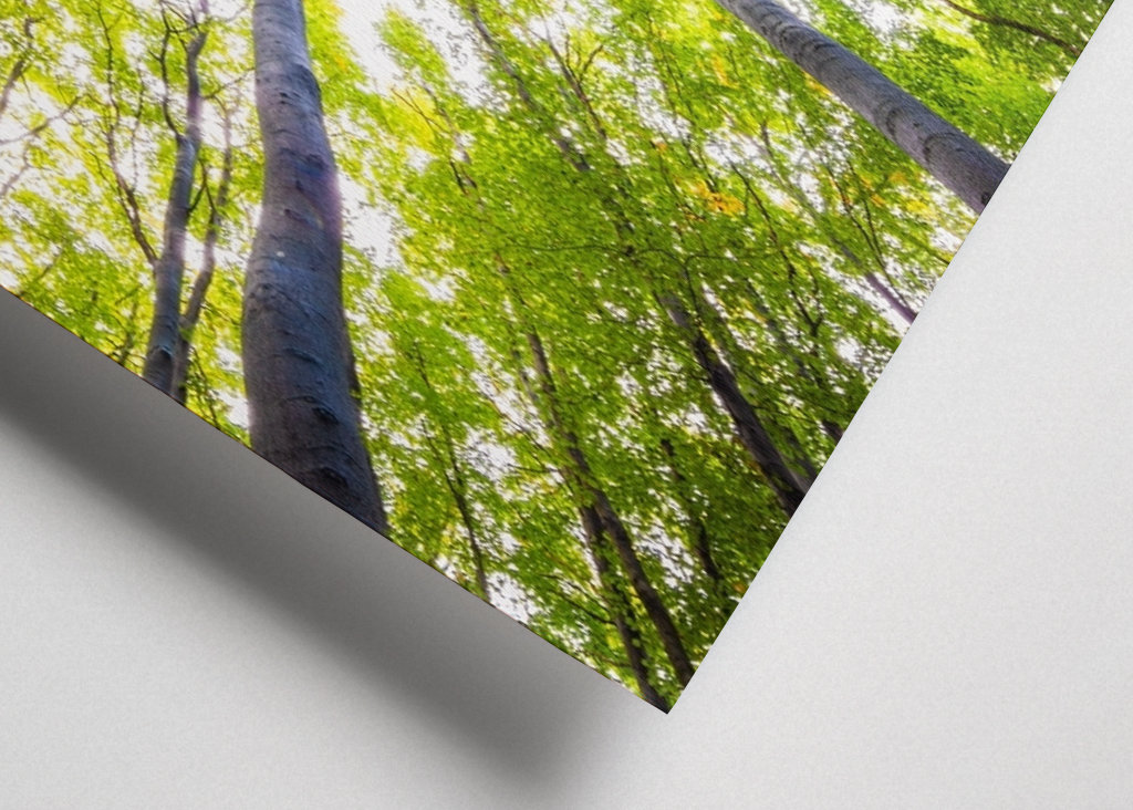 Autumn in the Beech Forest