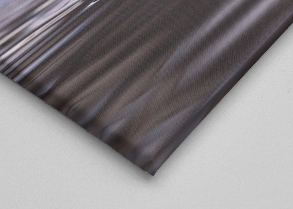 King Eider in its flock