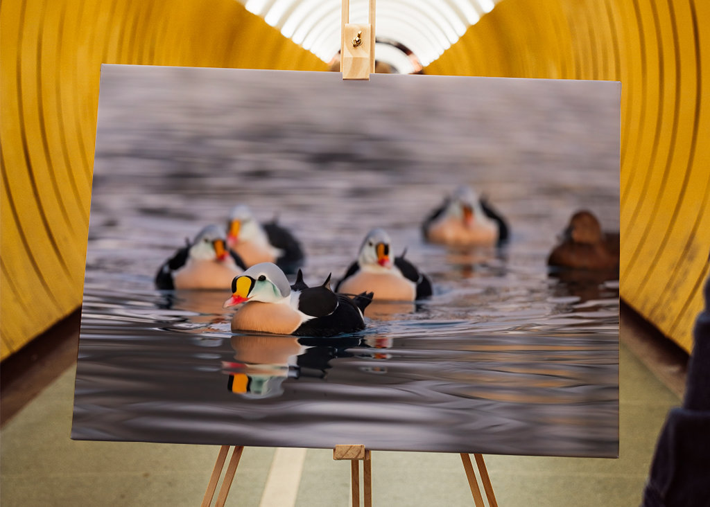 King Eider in its flock