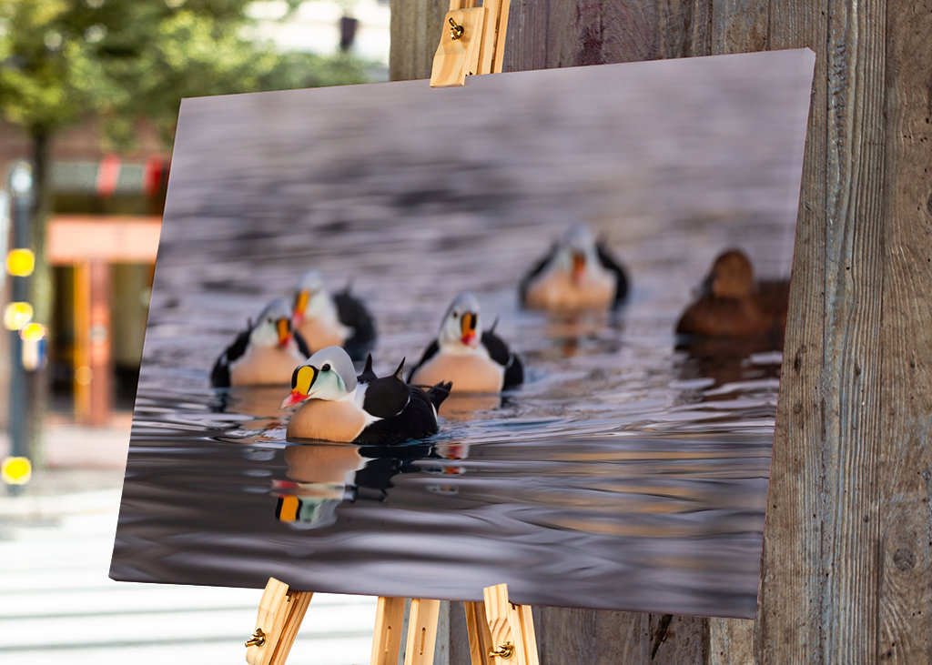 King Eider in its flock