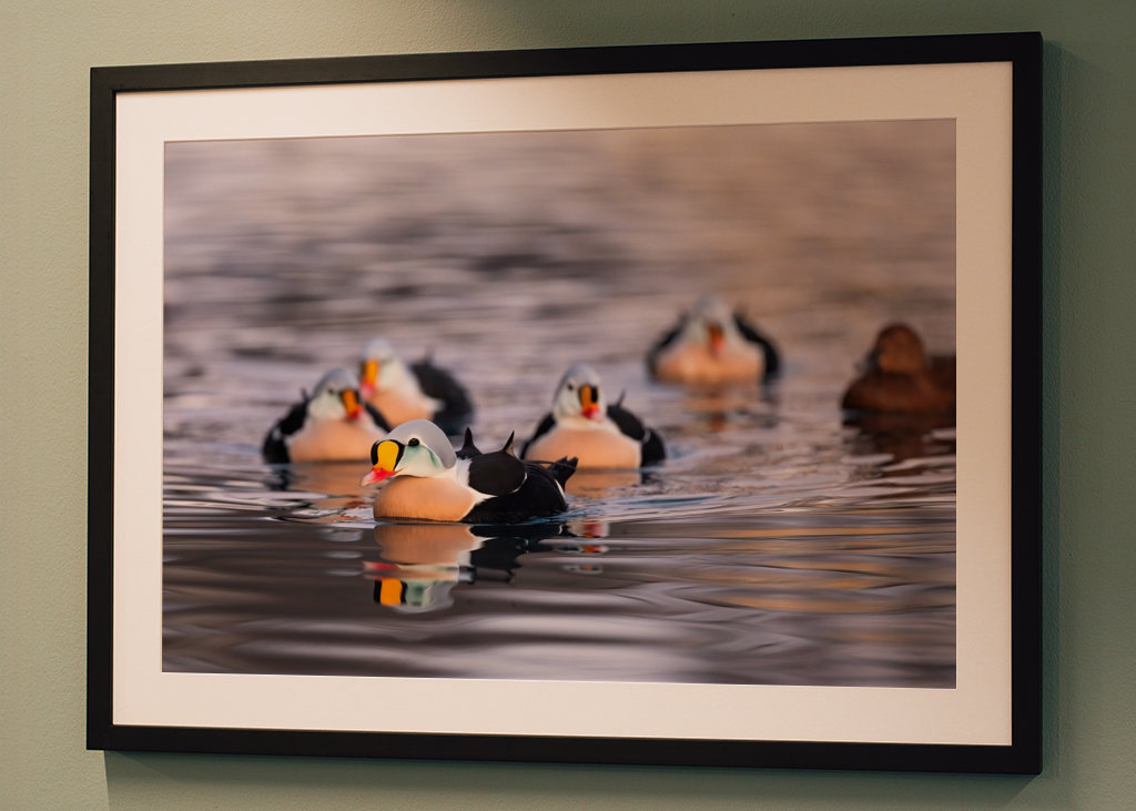 King Eider in its flock
