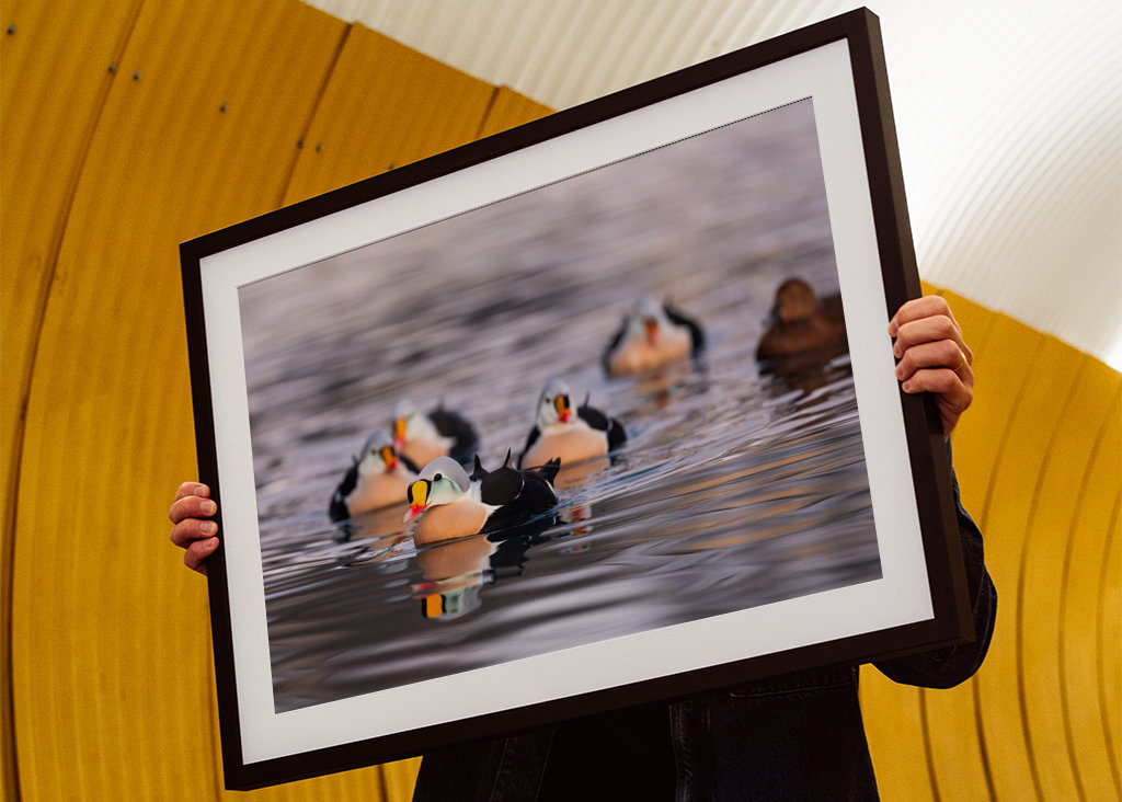 King Eider in its flock
