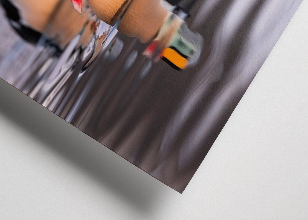 King Eider in its flock