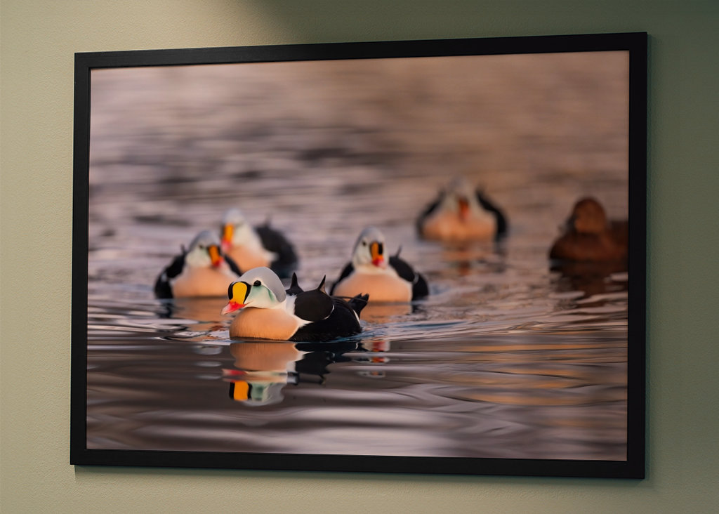 King Eider in its flock