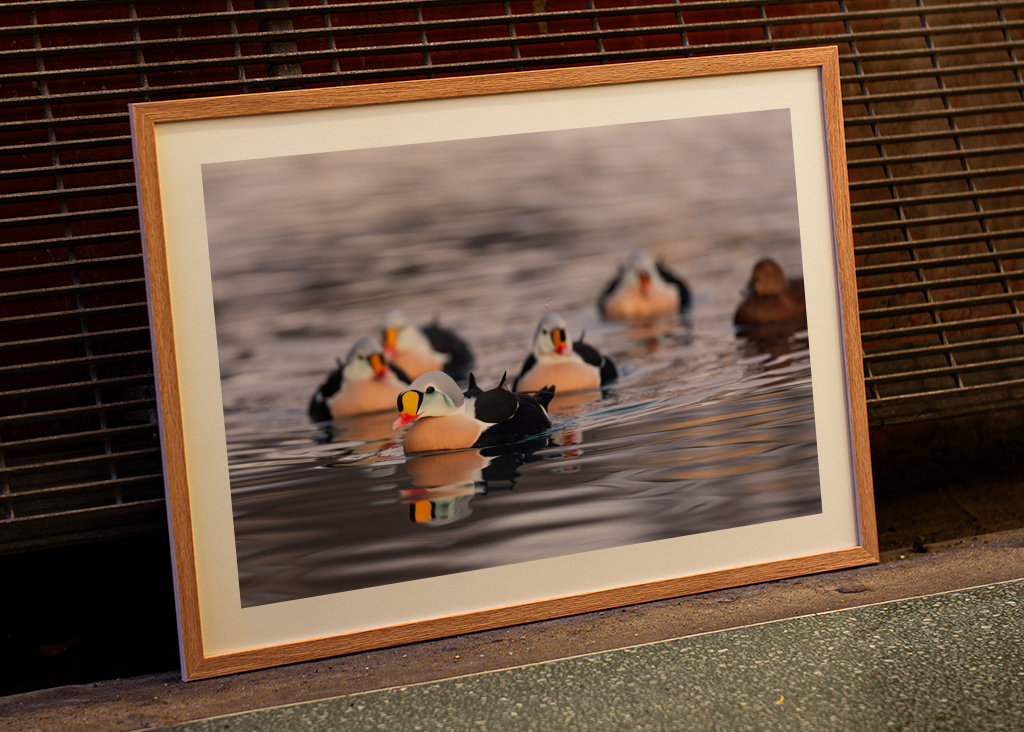 King Eider in its flock