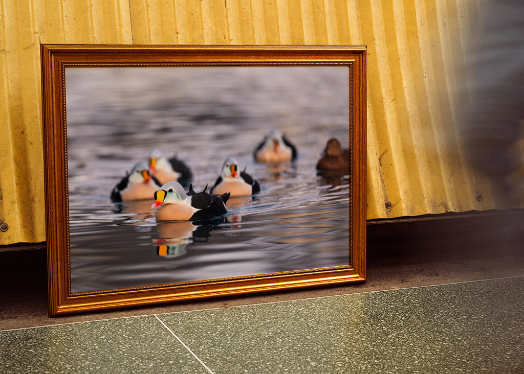 King Eider in its flock