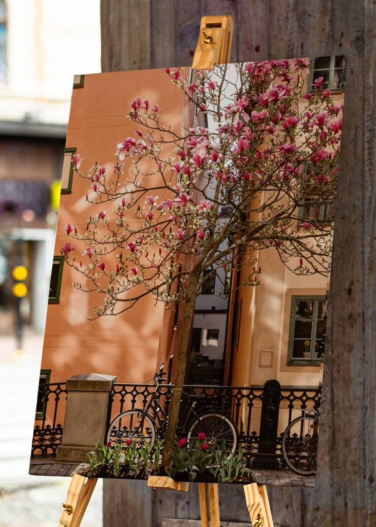Magnolia tree in Stockholm