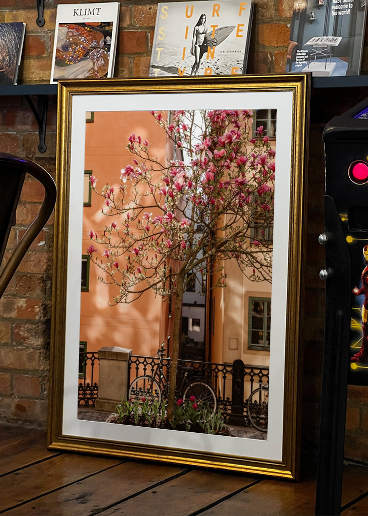 Magnolia tree in Stockholm