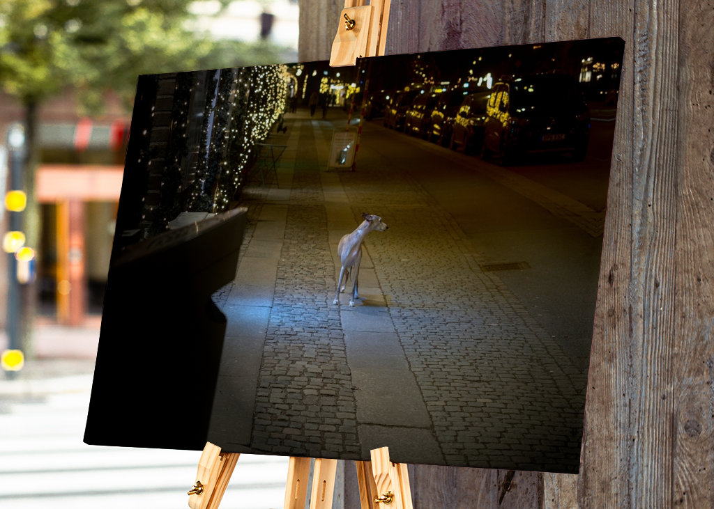 The stray-dog impersonator.