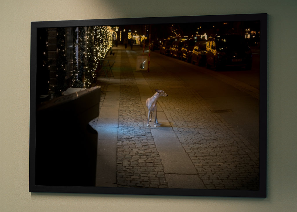 The stray-dog impersonator.