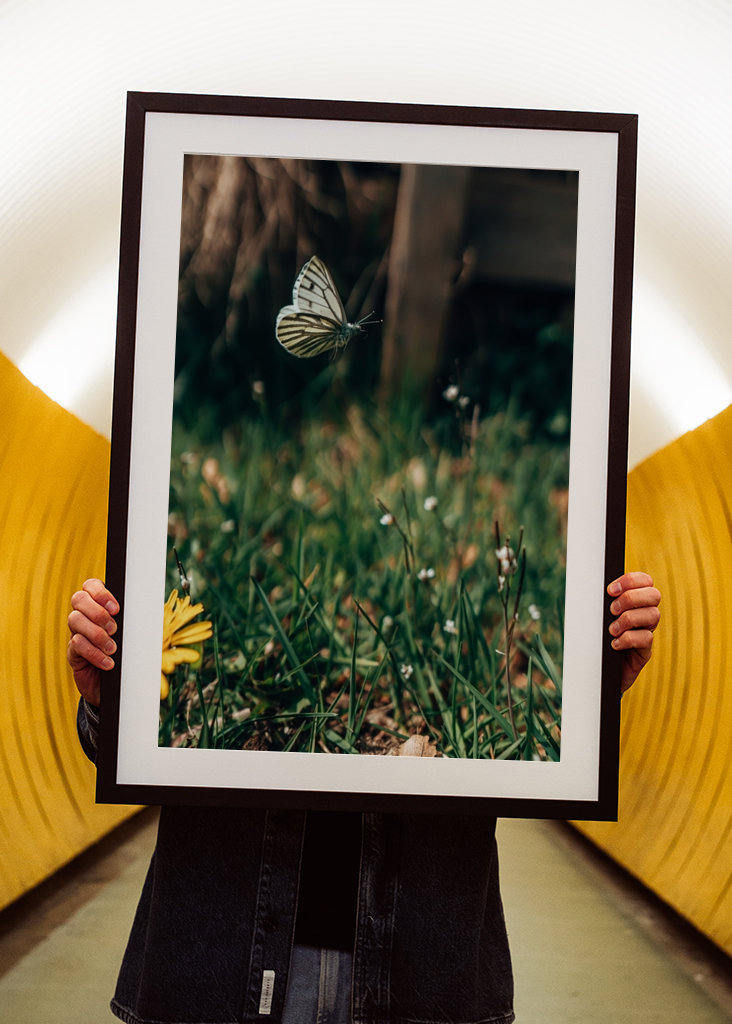 The Peaceful Butterfly