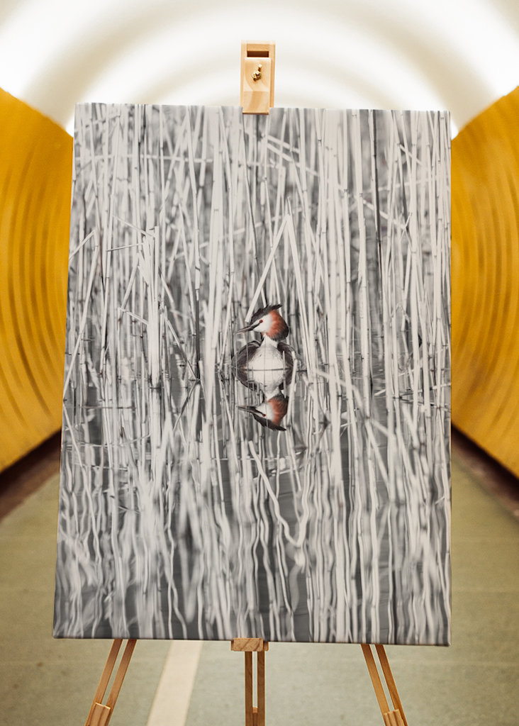 Szakállas vöcsök fekete-fehér nádban